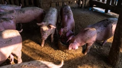 Svinjska farma 