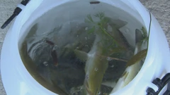 Mekousna pastrva, Foto: Magdalena Šipić/HRT