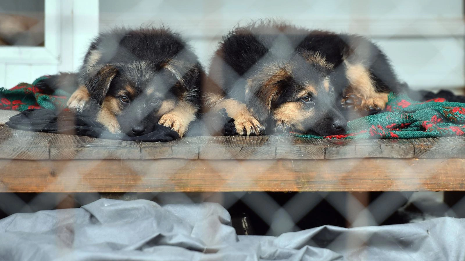 Iz romskih naselja u Međimurju u jednom danu izvučeno 37 pasa