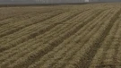 Mađarska bez GMO sjemena