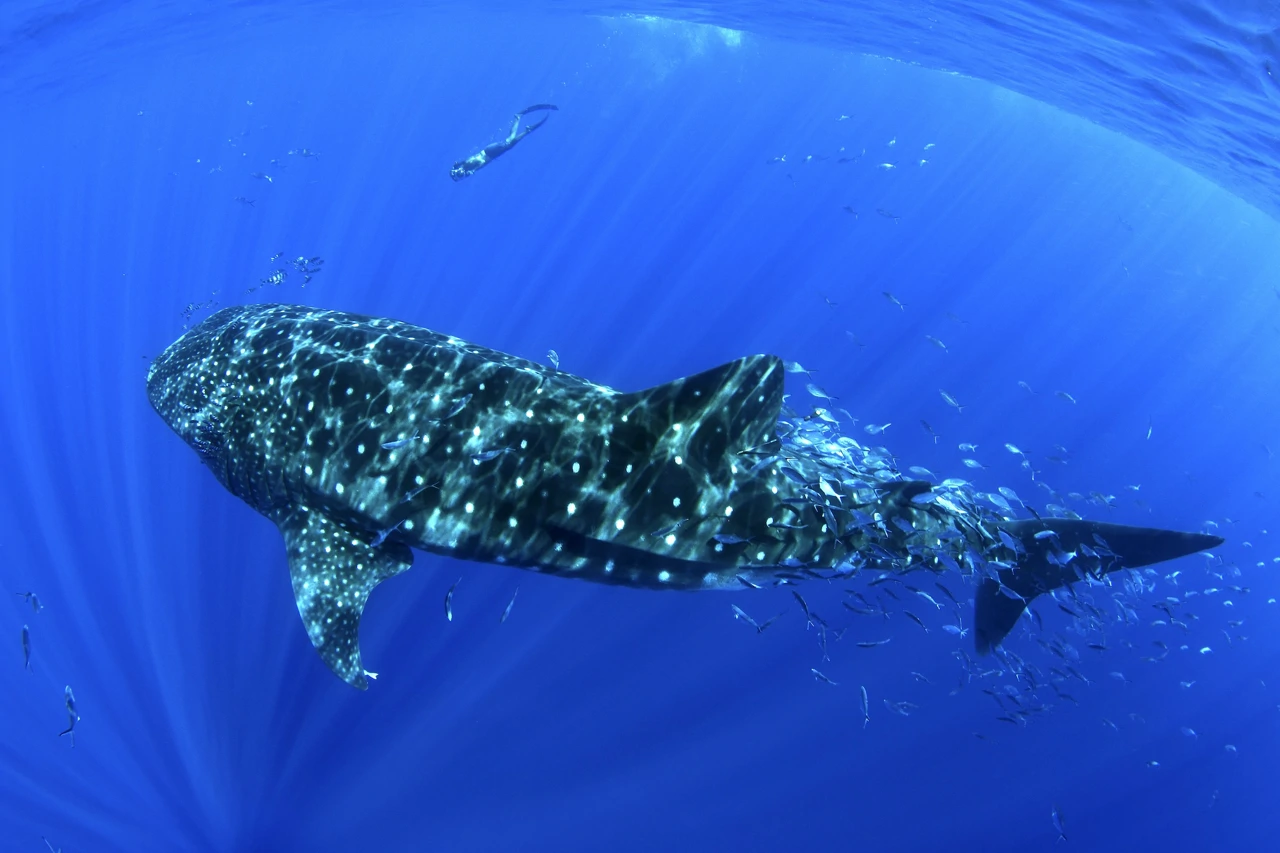 Ponedjeljak, 17. studenog na Drugom 