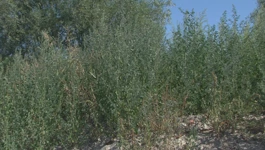 Alergičari oprez - vrhunac je sezone ambrozije