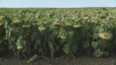 Polje suncokreta