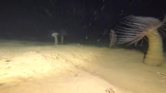 Jedna od snimki s morskog dna, Foto: -/Institut Ruđer Bošković