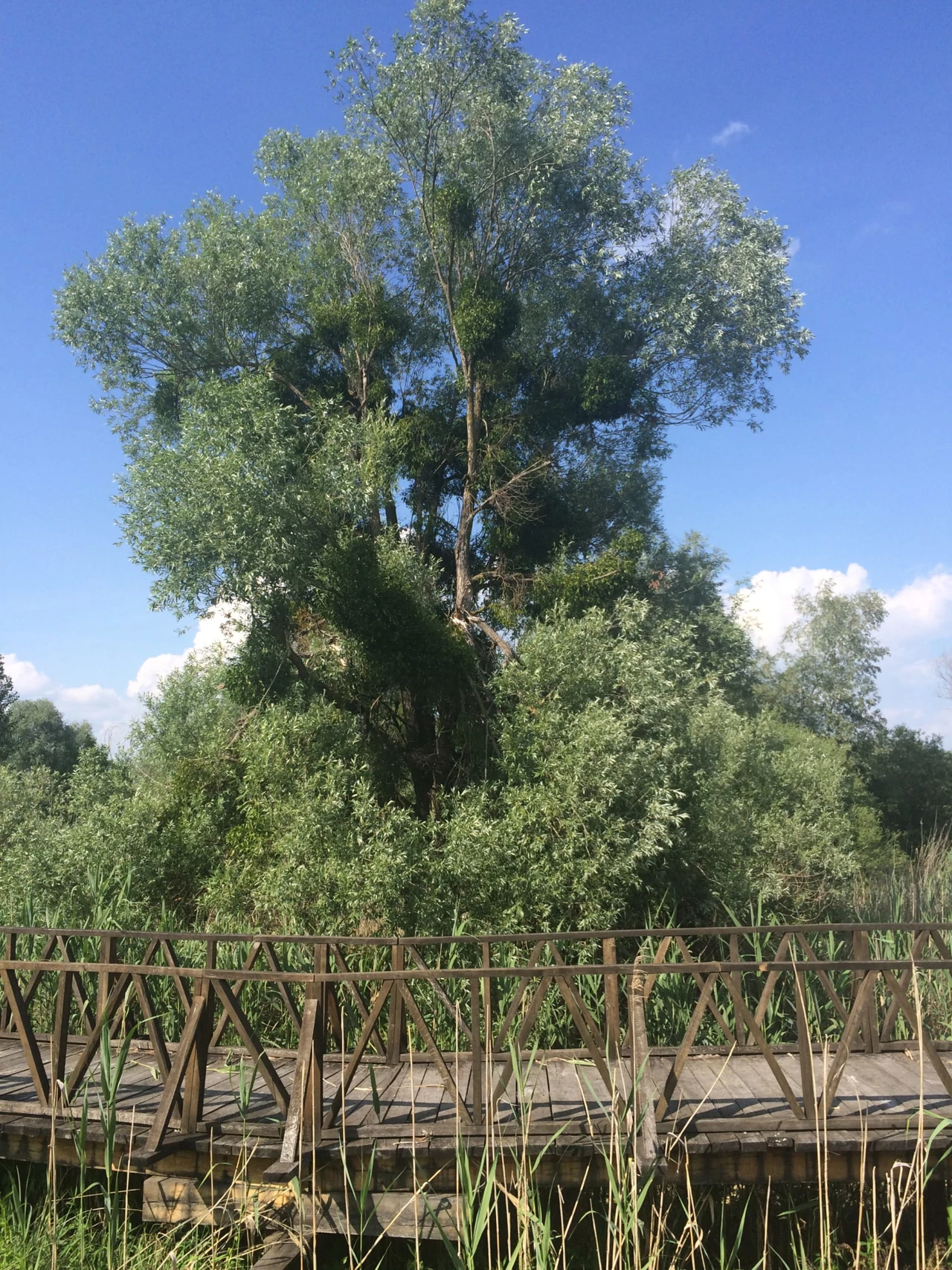 Naturpark Kopački rit, Foto: Antunela Rajič/-