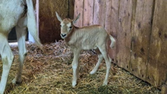 Pistacio – dražesno pojačanje zagrebačkog krda sabljorogih oriksa, Foto: ZOO Zagreb/ZOO Zagreb