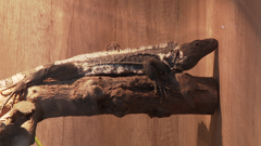 Otvoren Egzo u Puli, Foto: HRT/HRT