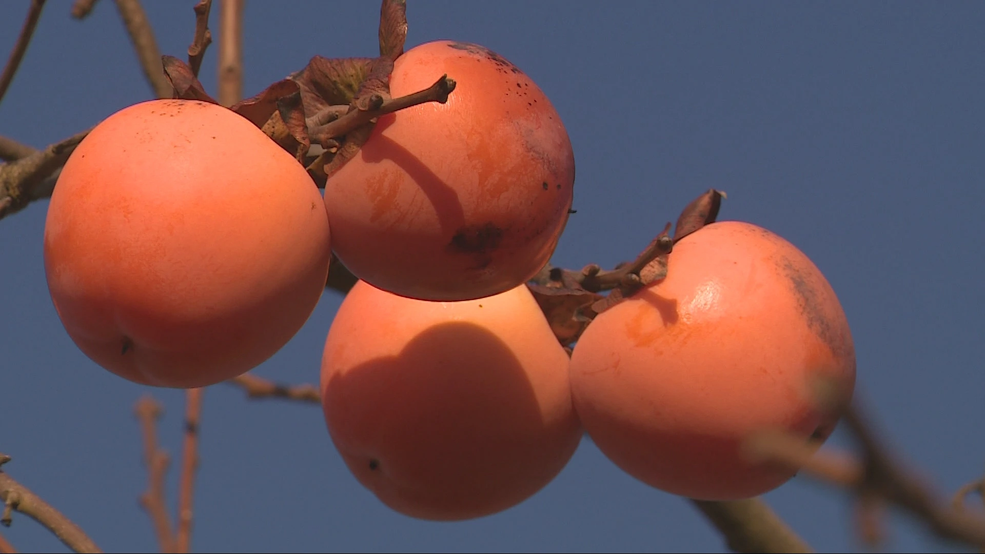 Kaki jabuka obitelji Posavec 