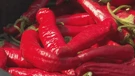Paprika dozrela, a okusi obećavaju