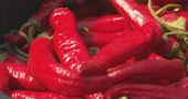 Paprika dozrela, a okusi obećavaju