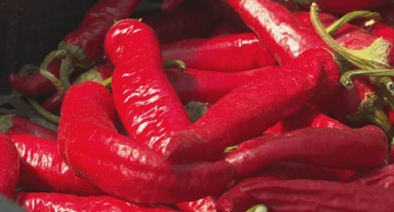Paprika dozrela, a okusi obećavaju