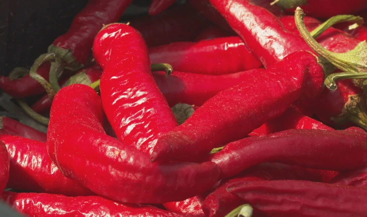 Paprika dozrela, a okusi obećavaju