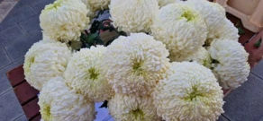 Cvijeće uoči blagdana Svih svetih na riječkoj tržnici, Foto: Rijeka plus/Radio Rijeka