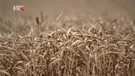 Durum pšenica