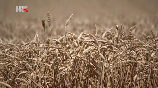 Durum pšenica