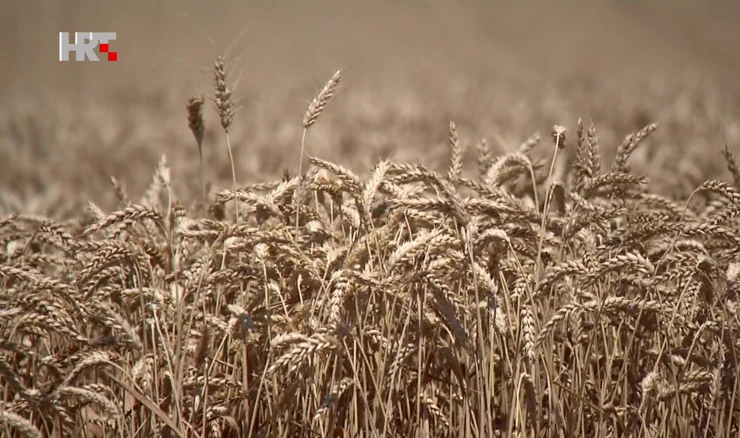 Durum pšenica