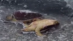 Dugi otok: Uginule glavate želve