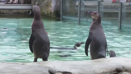 ZOO u Londonu