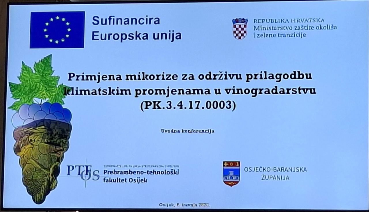 Mikorize u vinogradima, Foto: M.Milas/M.Milas