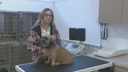Tein put prema vlastitoj veterinarskoj ambulanti
