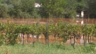 Poplave poharale vinograde i polja rajčice