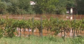 Poplave poharale vinograde i polja rajčice