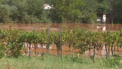 Poplave poharale vinograde i polja rajčice