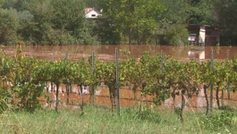 Poplave poharale vinograde i polja rajčice