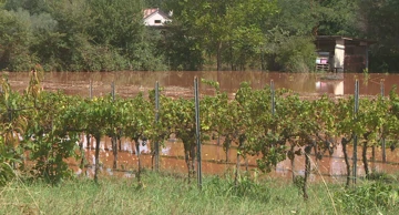 Poplave poharale vinograde i polja rajčice