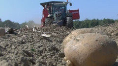 Dobar urod industrijskog krumpira za čips