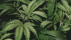 Marihuana, ilustracija