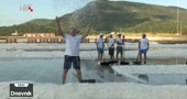 Stonska solana otvorila sezonu berbe