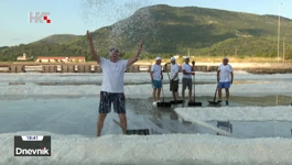 Stonska solana otvorila sezonu berbe