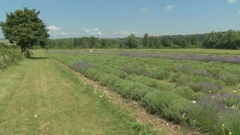 Lička lavanda, Foto: Hrvoje matejčić/Regionalni dnevnik/HRT