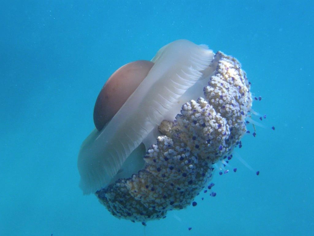 Mediteranska meduza