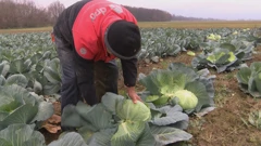 Rast cijena sirovina ne zaobilazi ni domaće povrtlare