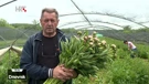 Bilogorski božuri