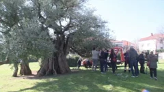 Rezidba masline 