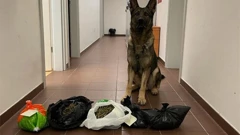 Policijski pas Boy 