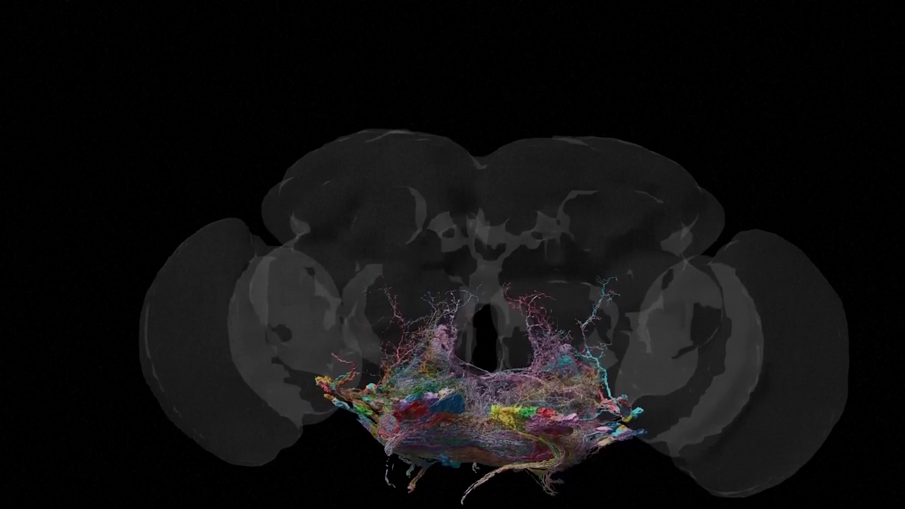 Mozak vinske mušice