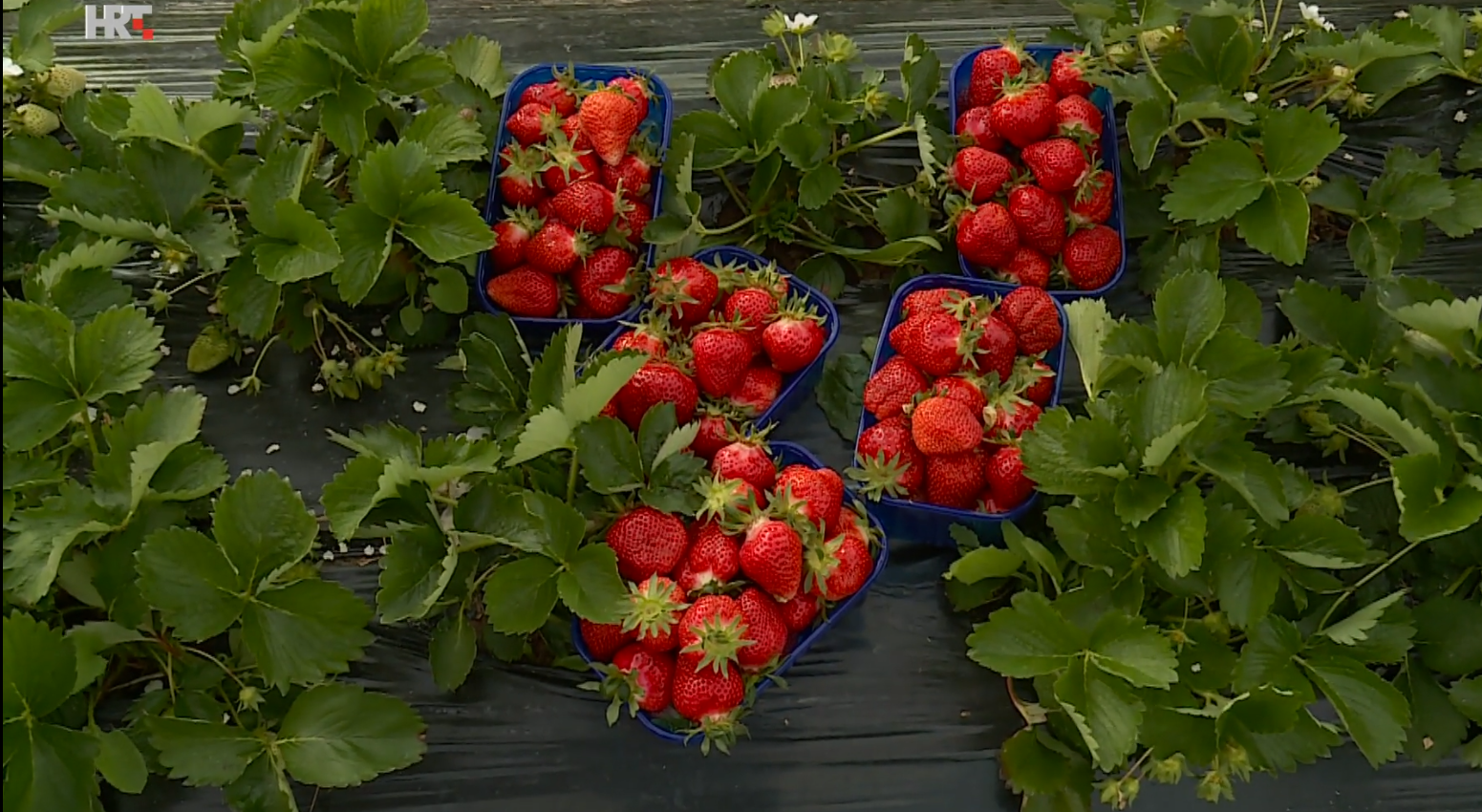 Rana berba jagoda u neretvanskoj dolini: Tuča smanjila urod