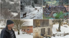 U Lici su stanovnici navikli na suživot s vukovima