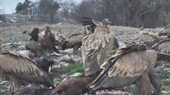 Zavaljući hranilištu supovi nakon 100 godina na Učki, Foto: HTV/HRT