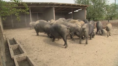 Afrička svinjska kuga u stagnaciji