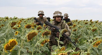 Ukrajinski vojnici u polju suncokreta, Zaporižja, 11. kolovoza