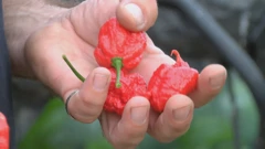 Najljuća papričica Carolina Reaper