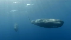 Ponedjeljak, 12. siječnja na Drugom, Foto: Titani mora: Obiteljski odnosi/dokumentarni film