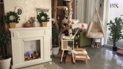 Royal Cat Hotel