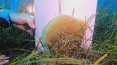 Periska Jasna