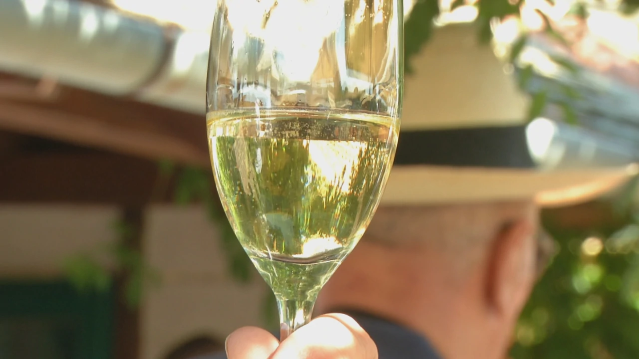 Pjenušavi doručak u erdutskom vinogorju, Foto: Regionalni dnevnik/HRT